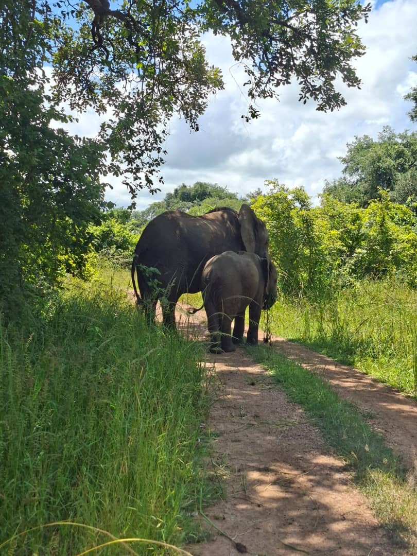 Elephants